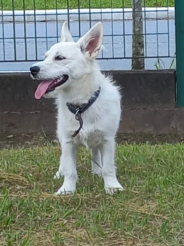 Cachorro ra a  idade 1 ano nome Maromba