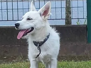 Cachorro raça  idade 1 ano nome Maromba