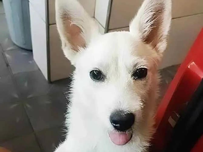 Cachorro ra a  idade 1 ano nome Maromba