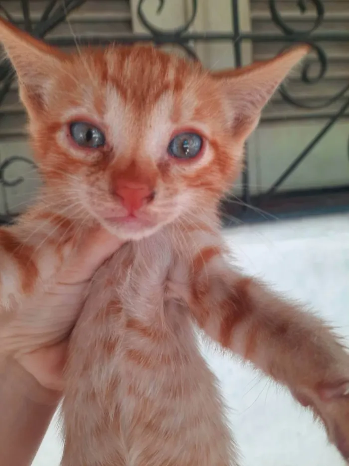 Gato ra a Srd idade Abaixo de 2 meses nome Sem nome
