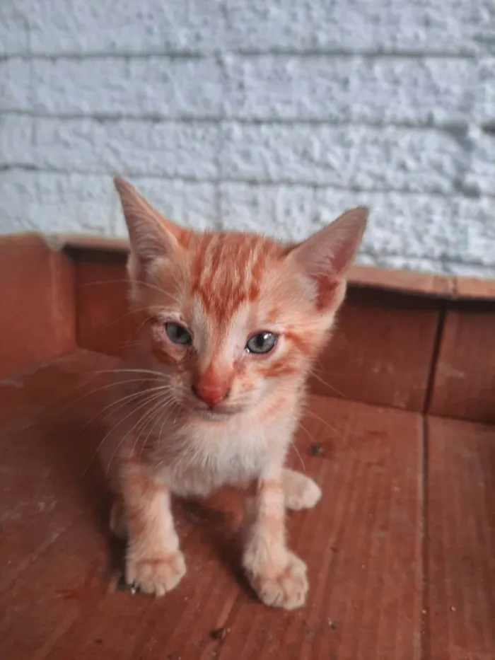 Gato ra a Srd idade Abaixo de 2 meses nome Sem nome