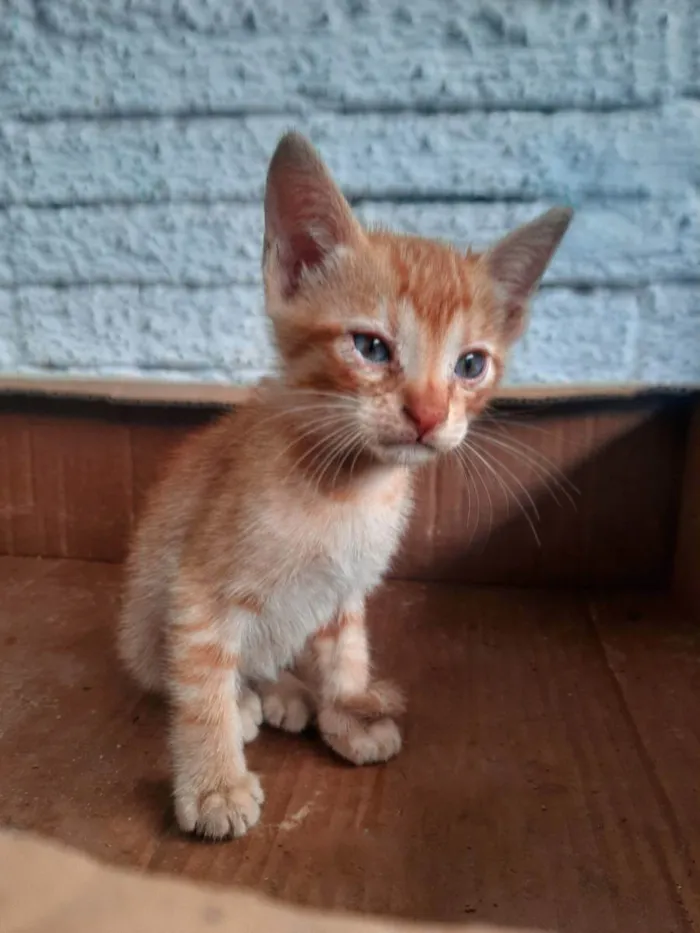Gato ra a Srd idade Abaixo de 2 meses nome Sem nome