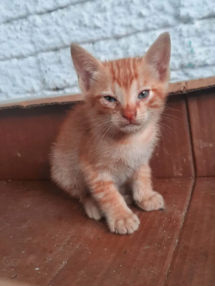 Gato ra a Srd idade Abaixo de 2 meses nome Sem nome