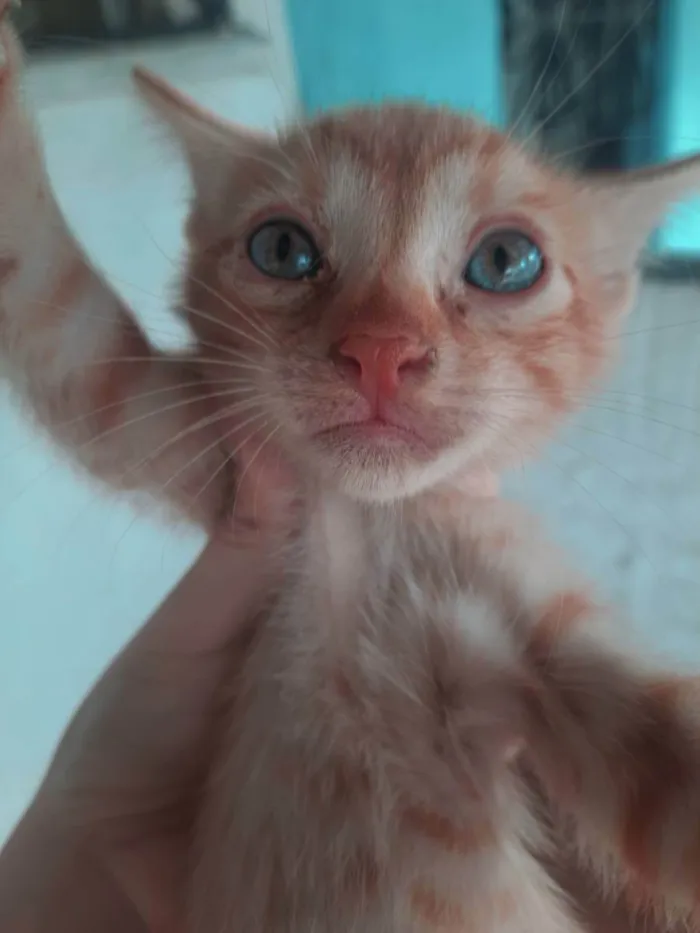 Gato ra a Srd idade Abaixo de 2 meses nome Sem nome