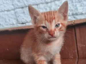 Gato raça Srd idade Abaixo de 2 meses nome Sem nome