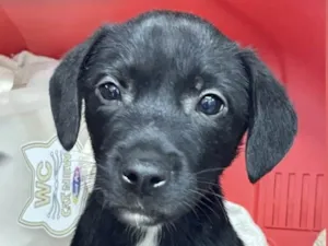 Cachorro raça Mestiço  idade 2 a 6 meses nome Chico 