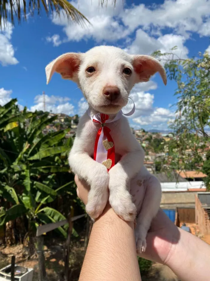 Cachorro ra a SRD idade 2 a 6 meses nome Branquinho 