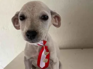 Cachorro raça SRD idade 2 a 6 meses nome Branquinho 