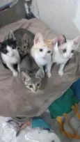 Gatinhos felizes