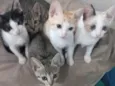 Gatinhos felizes