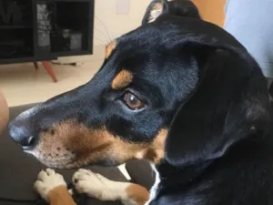 Cachorro raça SRD idade 1 ano nome Luke 