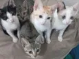 Gatinhos felizes