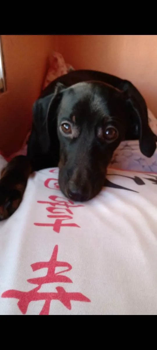 Cachorro ra a Srd idade 2 a 6 meses nome Amora