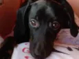 Amora