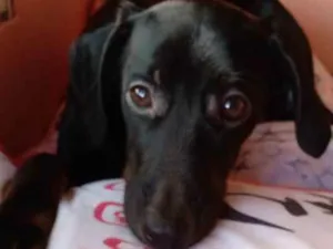 Cachorro raça Srd idade 2 a 6 meses nome Amora