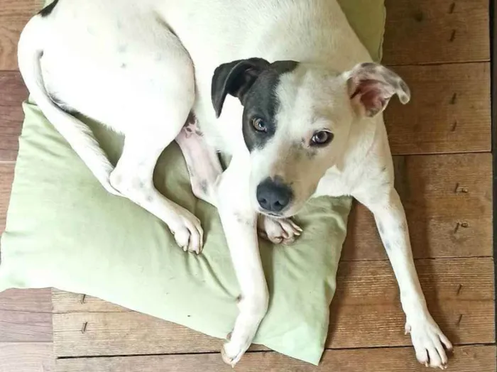 Cachorro ra a Vira lata idade 1 ano nome Manchinha