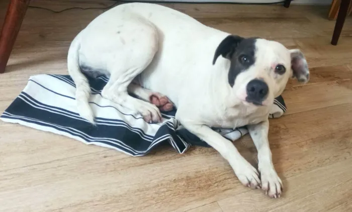 Cachorro ra a Vira lata idade 1 ano nome Manchinha