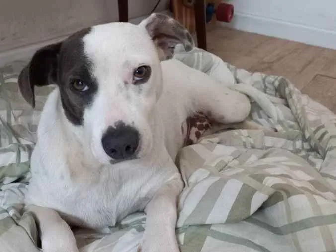 Cachorro ra a Vira lata idade 1 ano nome Manchinha