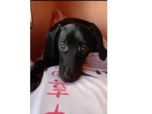 Cachorro raça Srd idade 2 a 6 meses nome Amora