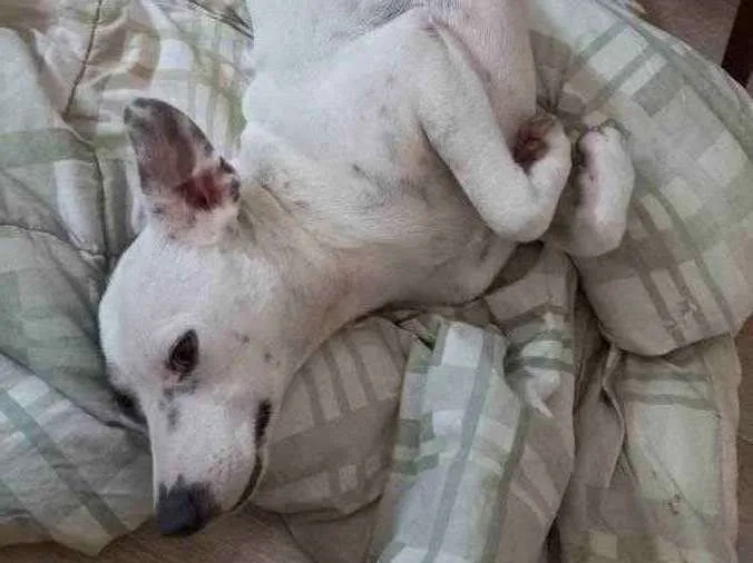 Cachorro ra a Vira lata idade 1 ano nome Manchinha