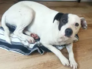 Cachorro raça Vira lata idade 1 ano nome Manchinha