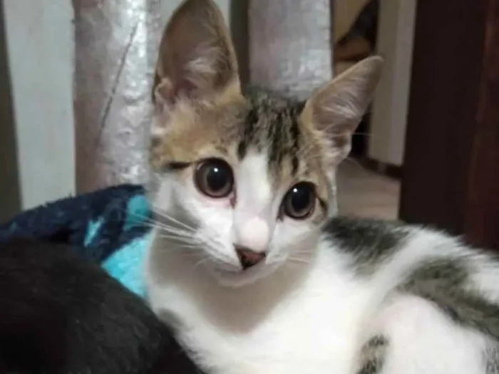 Gato raça SRD  idade 1 ano nome Frederica
