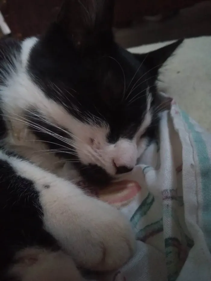 Gato raça SRD idade 2 a 6 meses nome Recruta