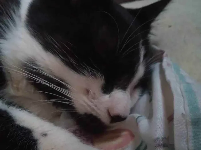Gato raça SRD idade 2 a 6 meses nome Recruta