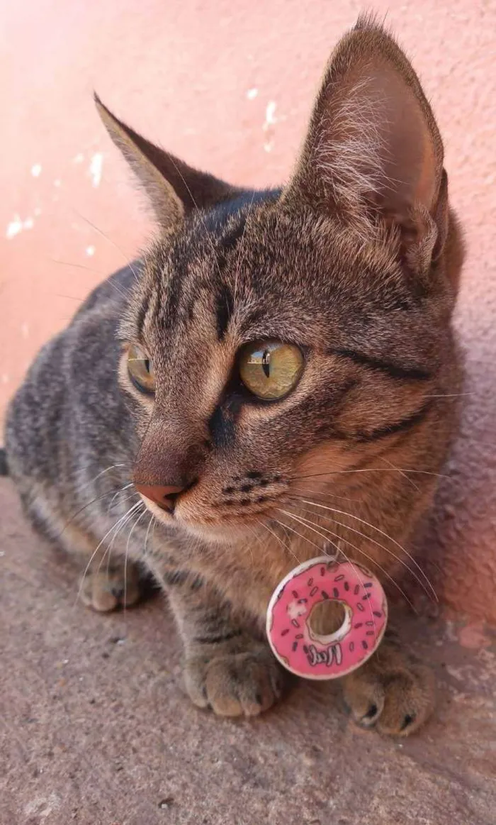 Gato raça SRD idade 2 anos nome Cucca