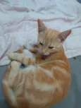 Paçoca