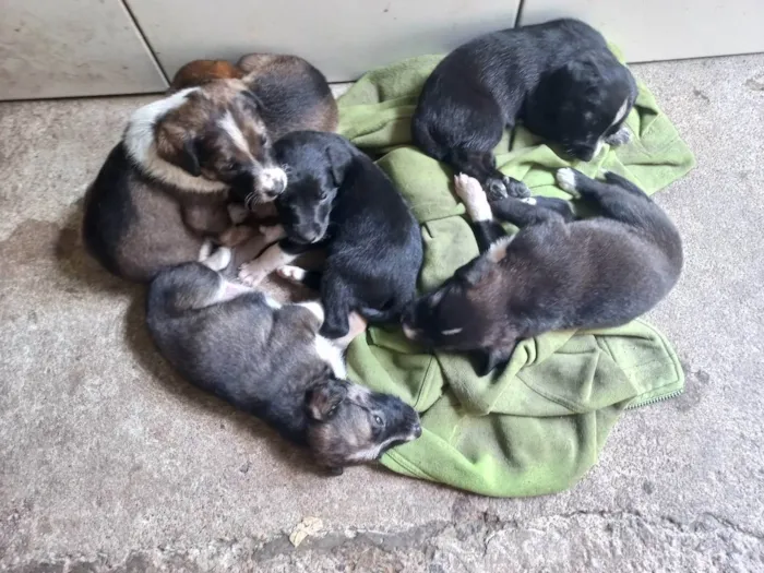 Cachorro ra a S/ raça  idade Abaixo de 2 meses nome Filhotes