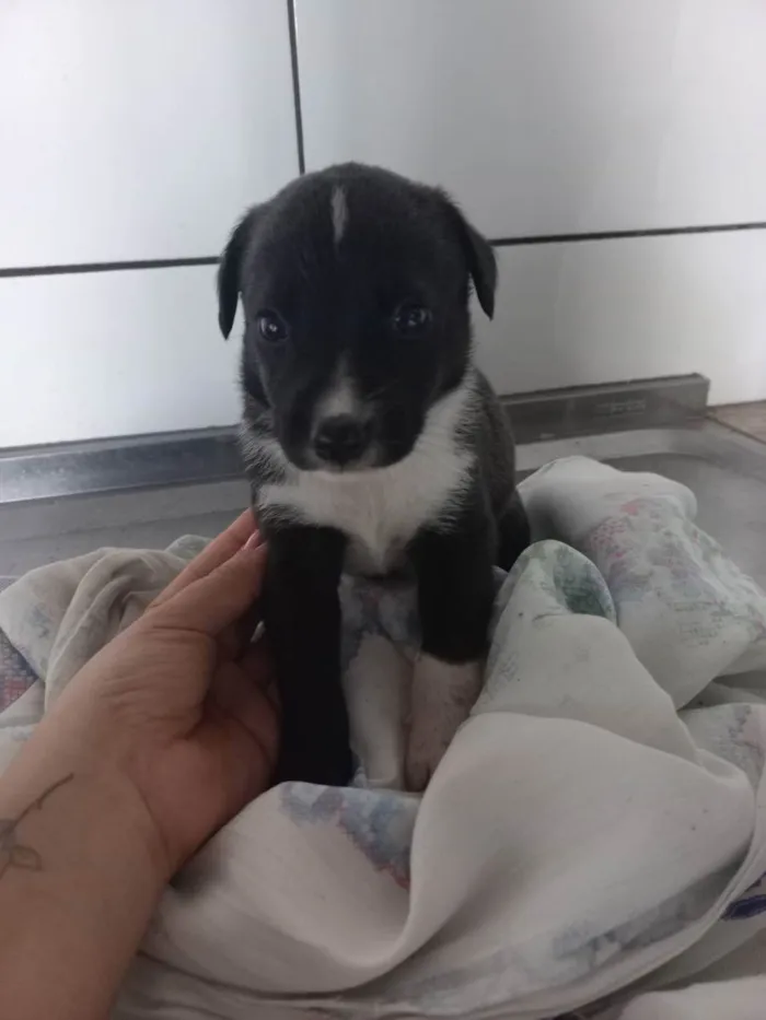 Cachorro ra a S/ raça  idade Abaixo de 2 meses nome Filhotes
