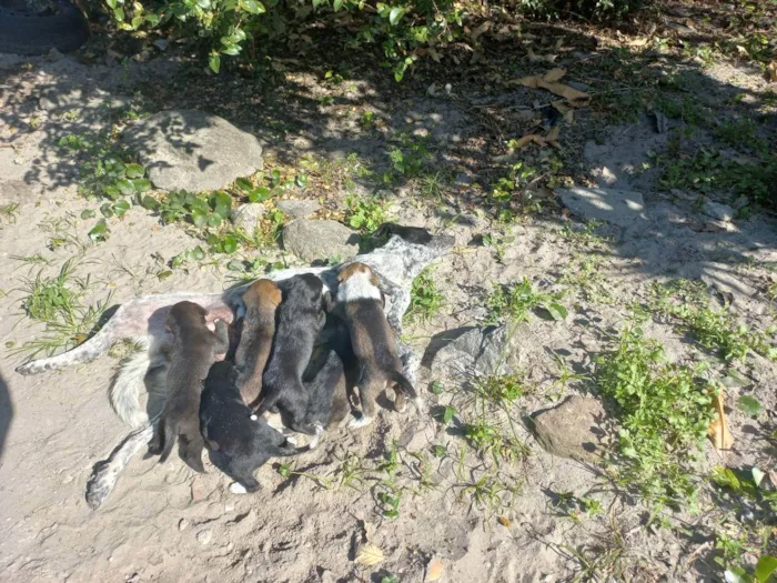 Cachorro ra a S/ raça  idade Abaixo de 2 meses nome Filhotes