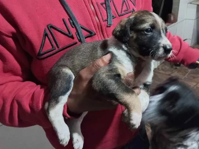 Cachorro ra a S/ raça  idade Abaixo de 2 meses nome Filhotes