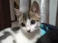Frederica