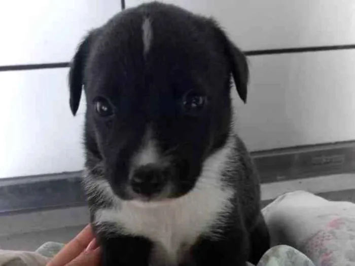 Cachorro ra a S/ raça  idade Abaixo de 2 meses nome Filhotes