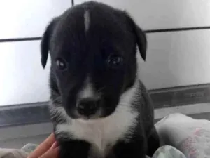 Cachorro raça S/ raça  idade Abaixo de 2 meses nome Filhotes