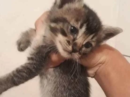 Gato raça Vira-latas  idade Abaixo de 2 meses nome Sem nome 