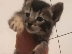 Gato raça Vira-latas  idade Abaixo de 2 meses nome Sem nome 