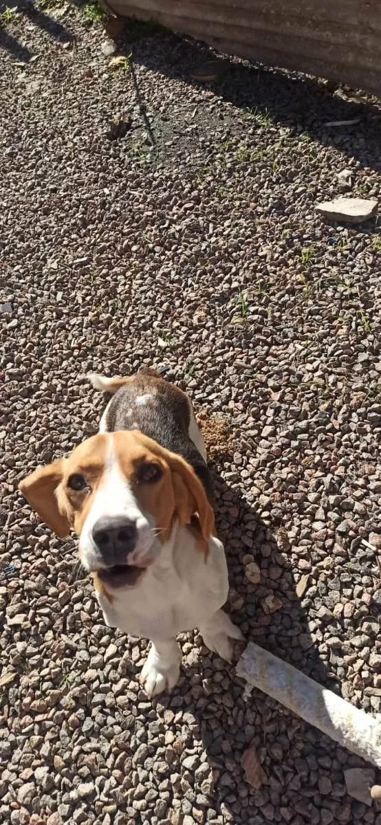 Cachorro ra a Beagle,labrador idade 2 a 6 meses nome Mikey,meu,rik