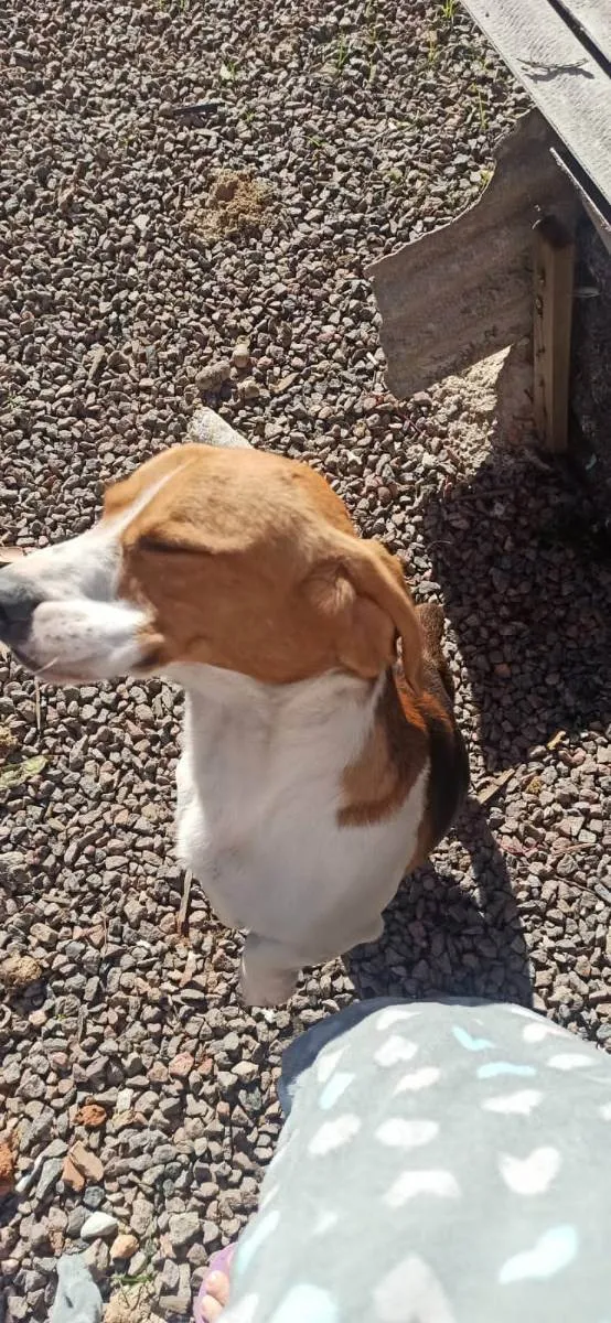 Cachorro ra a Beagle,labrador idade 2 a 6 meses nome Mikey,meu,rik