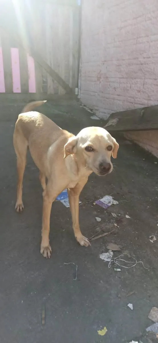 Cachorro ra a Beagle,labrador idade 2 a 6 meses nome Mikey,meu,rik