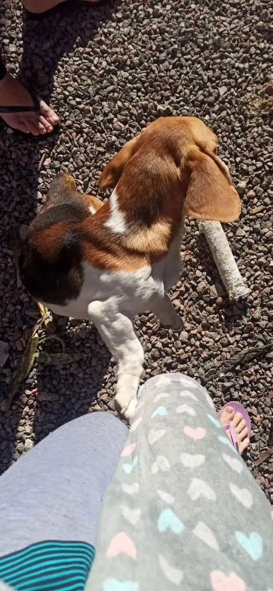 Cachorro ra a Beagle,labrador idade 2 a 6 meses nome Mikey,meu,rik