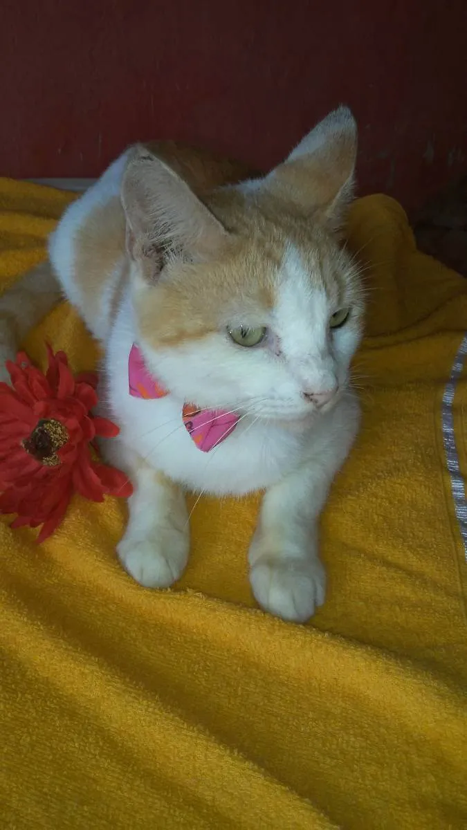 Gato ra a Comum idade 1 ano nome Loura