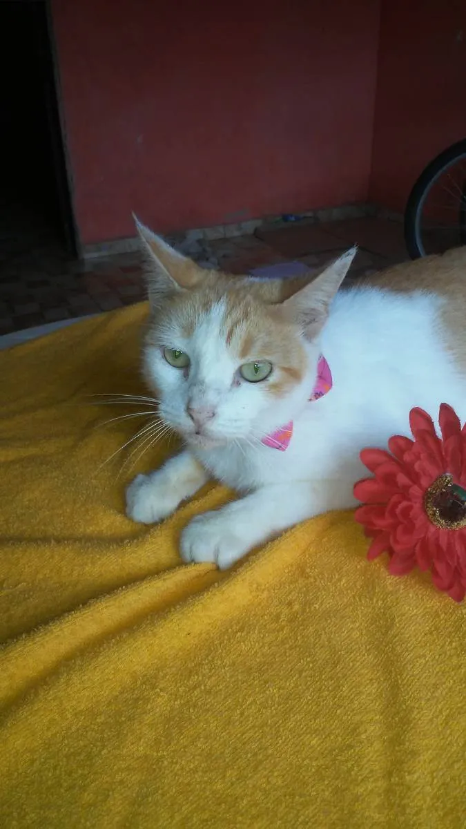 Gato ra a Comum idade 1 ano nome Loura