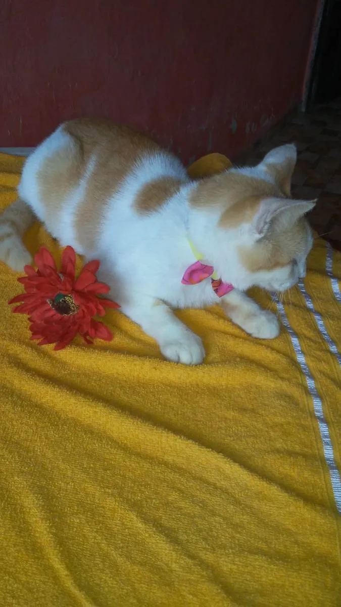 Gato ra a Comum idade 1 ano nome Loura