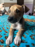 Cachorro raça SRD idade Abaixo de 2 meses nome Sem Nome