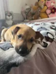 Cachorro raça SRD idade Abaixo de 2 meses nome Sem Nome
