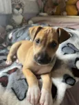 Cachorro raça SRD idade Abaixo de 2 meses nome Sem Nome