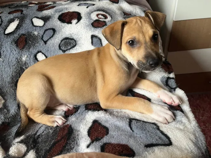 Cachorro raça SRD idade Abaixo de 2 meses nome Sem Nome